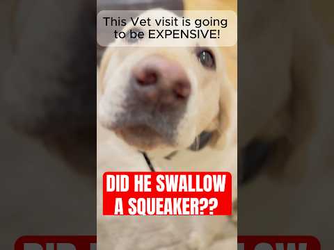 Did My Yellow Lab Just Swallow A Squeaker?