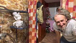 видео