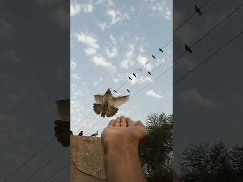 Kabootar  Lover 🔥💖Pigeons  video || Kabootar videos 👏😍💖||#Shorts