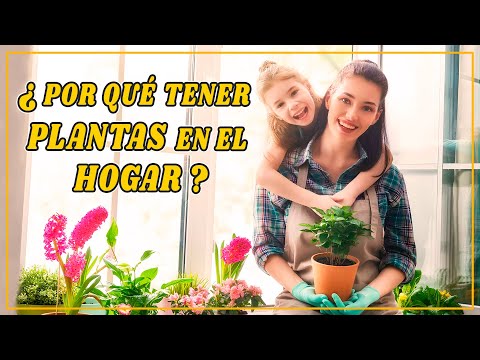 Muchas Razones Para Llenar Tu Hogar De Plantas