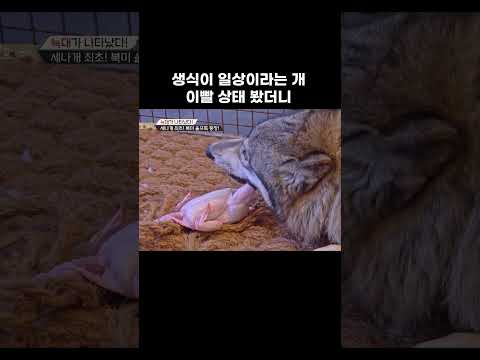 생닭을 하루 세 끼 먹는 개 정체 #shorts