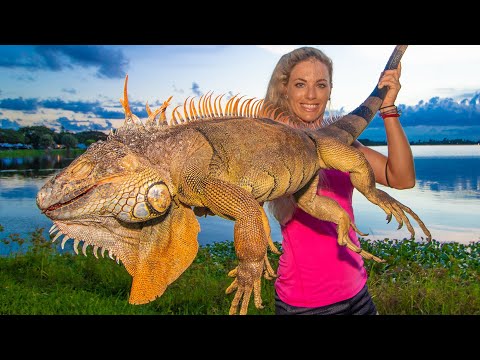 Huge Backyard Iguana Hunting! Tastes like chicken? (catch & cook)