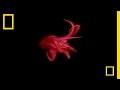Exploring the Humboldt Squid
