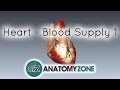 Coronary Anatomy and Function
