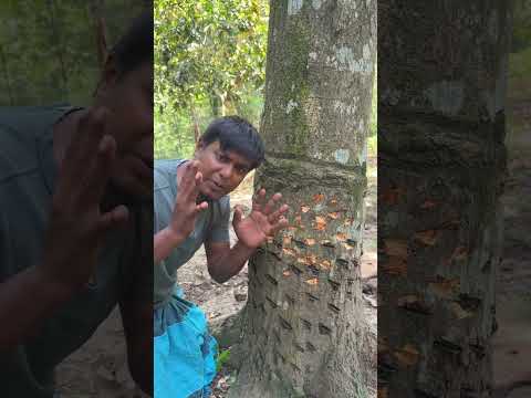নতুন পদ্ধতিতে আম গাছের পরিচর্যা #farmers #agriculture ￼