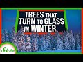 Adaptations of Trees in Cold Climates