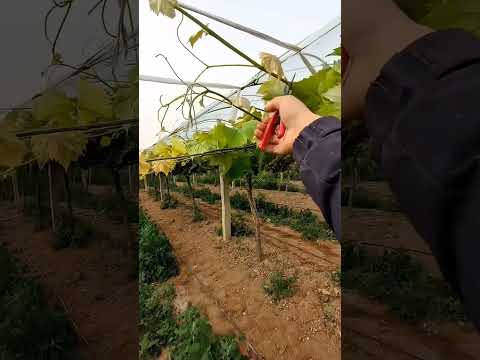grapes 🍇 vine pruning(it's necessary to remove top branches)#satisfying #shorts #pruning