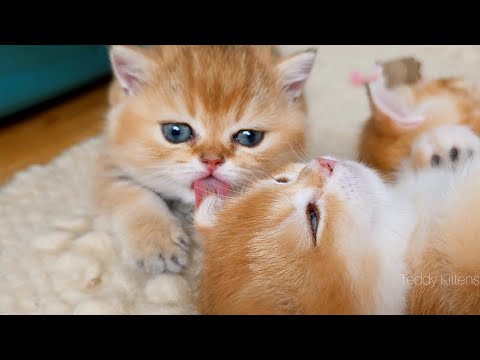 Little Caring Brother: Flan Grooms His Sister Honey Before Bed 😽
