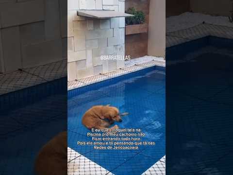 Deve ser refrescante #piscina #piscinas #rededeprotecao #piscinasmodernas #cachorro #dog #proteção
