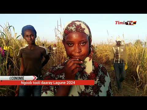 Timis TV : Rencontres avec les talibés dans les champs du Daara Lagane