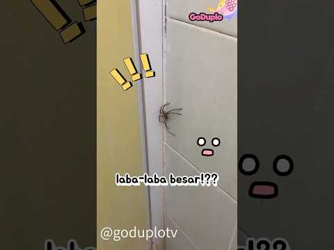 Ada Laba Laba Besar !! #shorts #goduplotv #hewan