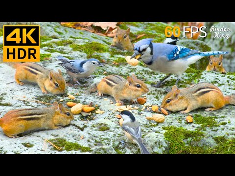 Cat TV for Cats to Watch ๐ป๐ฆ Busy Storing Birds, Chipmunks, Squirrels in Fall ๐ฟ Cat Games 4K HDR