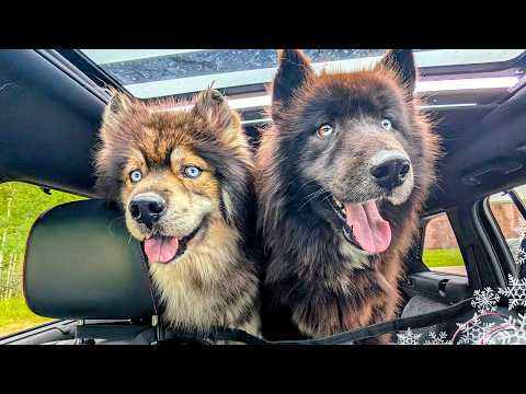 An Urgent Rescue Mission! Saving Two Huskies After Their Owner Passed