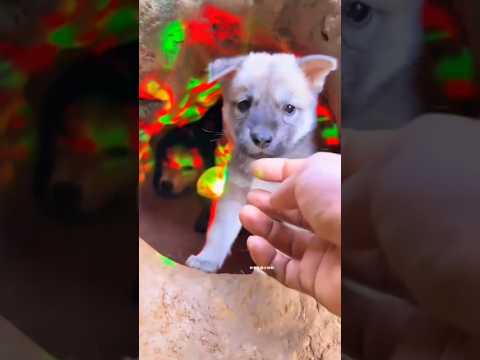 dogs party' 💓💓💓💓 #new #animal #youtubeshorts #cute #ytshorts #dog #cutepuppy