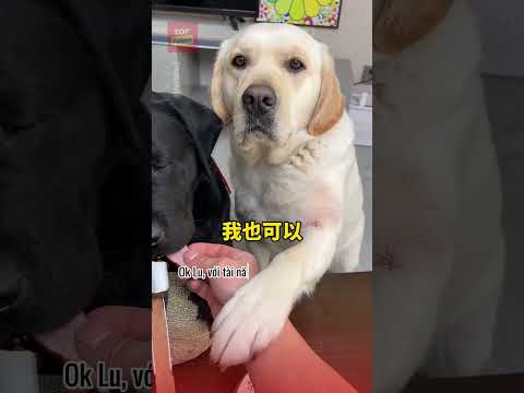 Lu muốn trổ tài và cái kết 😂😂 #pets #dongvat #cuncung #funny #animals #thucung #haihuoc #giaitri