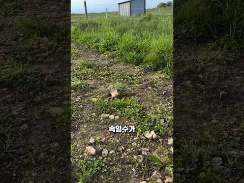 사람도 속는 새의 속임수