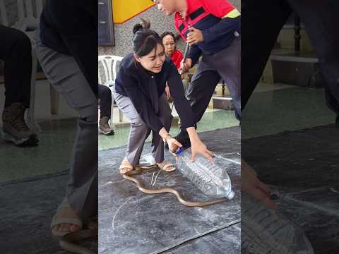 แค่หลับตาปรี๋ #ห้ามทำตาม #งูเห่า #cobra #งู #อสรพิษ #กลัวงู #ภิญโญคนจับงู  #snake #งูเข้าขวด #นิ่งนะ