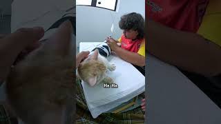 Amer Grooming Kucing Nama Tarmizi