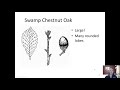 Identifying Tree Characteristics and Features