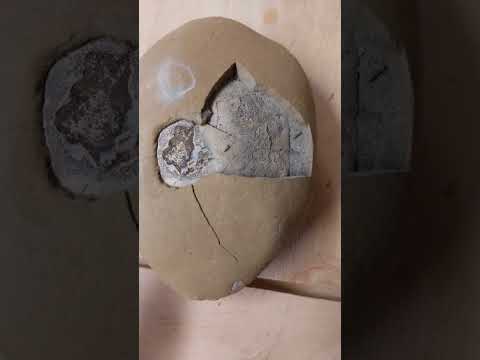 This fossil crab prepped itself 🦀 #fossil #paleontology