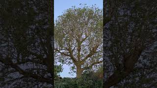 A very English Dawn Chorus from my garden at 5am on May Day Morning!