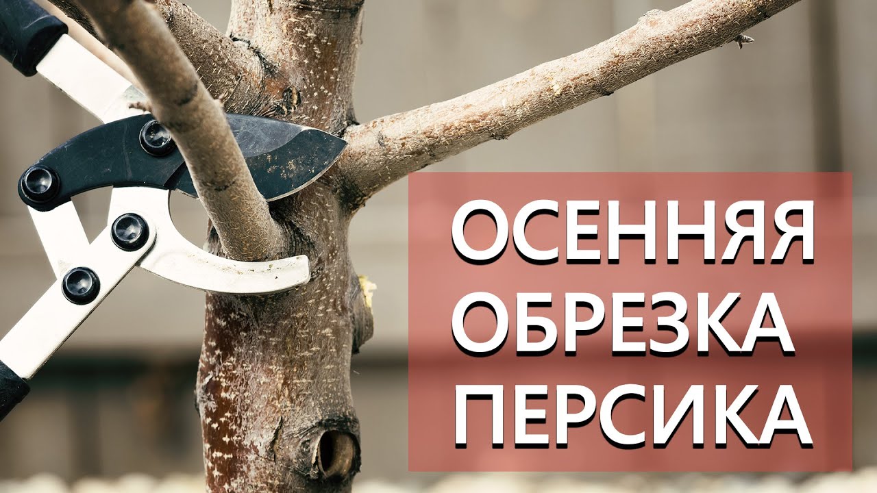 Осенняя обрезка персика