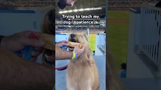 Trying to teach my dog patience! #goldendoodle #baseballdog #funnydog