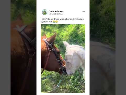 Hi baby 🥹🫂 #animallife #wildlife #wildliferescue #nature #horse #horseriding #horses #horsepower