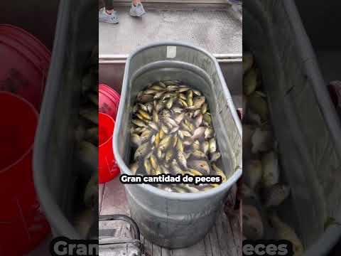 ¿Cómo Paralizan A Los Peces?