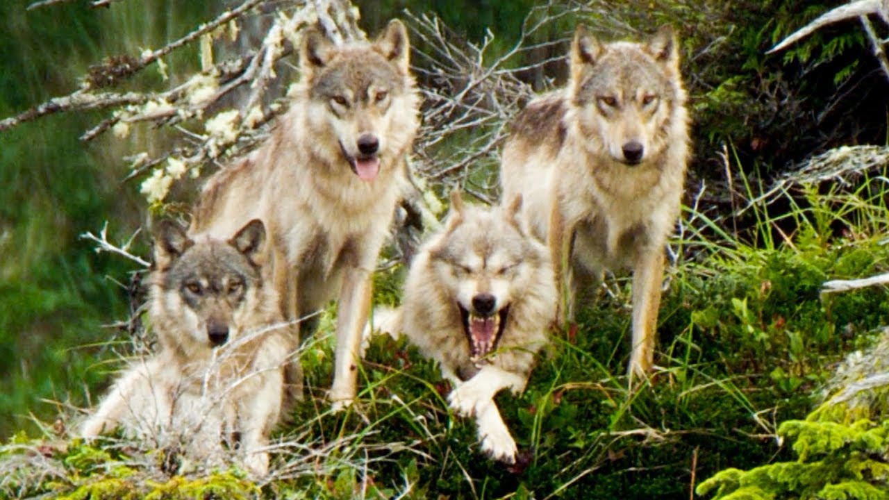 Wolves Save Their Grandmother From Starving Natural World: Ghost Bear BBC Earth