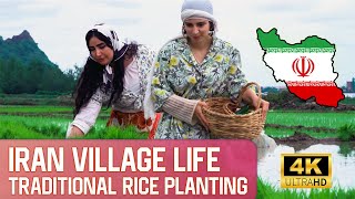 Traditional Rice Planting in Iran: Village Life - کاشت سنتی برنج در گیلان - [4K]