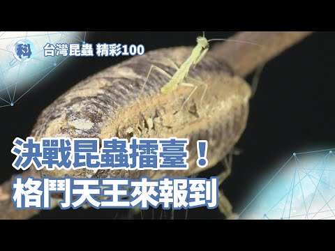 1.決戰昆蟲擂臺！格鬥天王來報到【昆蟲世界】＿ EP04 - YouTube