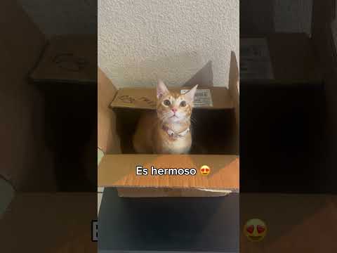 Compré un gato para mi CozzySofa🩵🐈 #cat #animales #unboxing