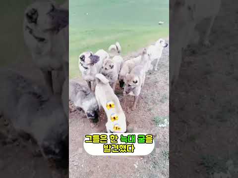 강아지 가족의 행복을 앗아간 늑대의 최후