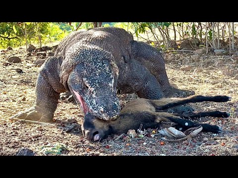 New😱Komodo Monsters Prey On Poor Baby Goats