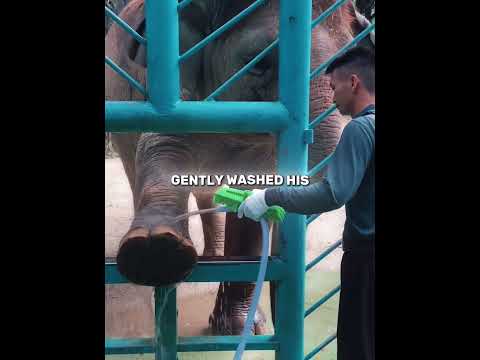 He is Smartest Elephant Ever exist!