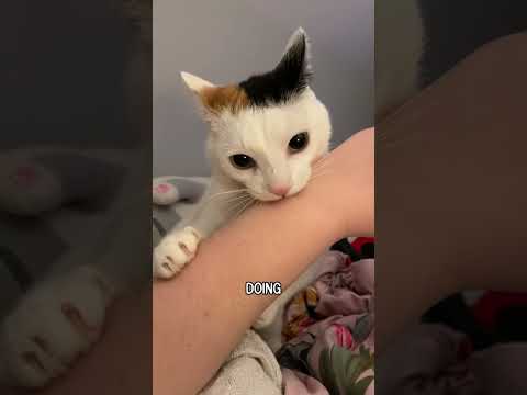 Smart cats can understand English