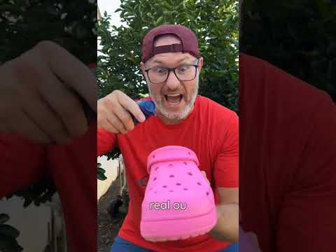 Jordan 👟😂 ~ Cute Mexica Plush "Dancing Cactus," Electric Plush Toy