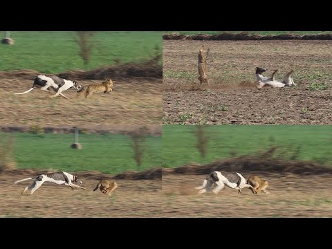 Greyhound Hunting 2022 | Dog race | Coursing | Racing | Wild rabbit | New Khargosh Ka Shikar 2022
