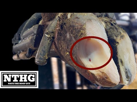 A GNARLY LESION is HIDING in this HOOF