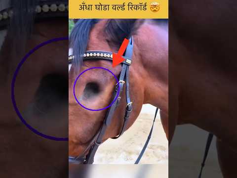 अँधा घोडा वर्ल्ड रिकॉर्ड 🤯