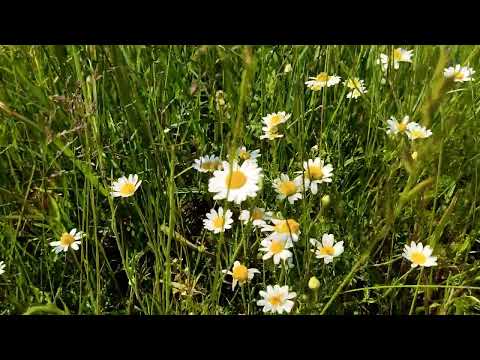 California Mon Amour / COVER - Gracjan Roztocki