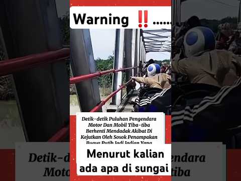 Penampakan buaya di sungai โผ๏ธ