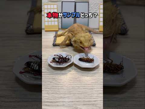 本物かサンプルどっち？　〜昆虫王者編〜