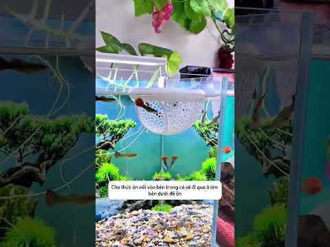 Thật không ngờ Chiếc lồng nhỏ này lại cực đa năng cho bể cá #aquatic #shorts
