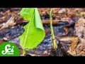 Banana Plant Uses and Characteristics