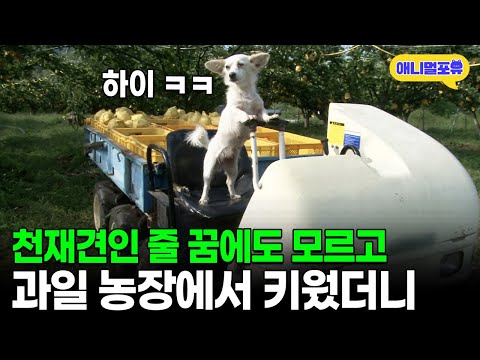 천재인 줄 모르고 농장에서 키웠더니 트랙터 모는 개 I KBS 생생정보 110926 방송
