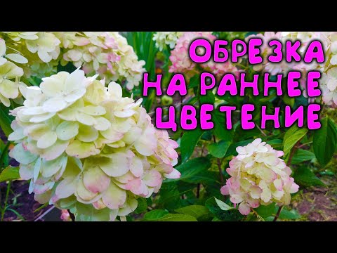 МАЛО КТО ЗНАЕТ, что после такой обрезки МЕТЕЛЬЧАТАЯ гортензия БОНФАЕР цветет огромными шапками 🌸