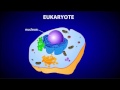 Prokaryotic and Eukaryotic Cells Comparison