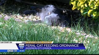 Anderson council to vote on feral cat feeding ordinance